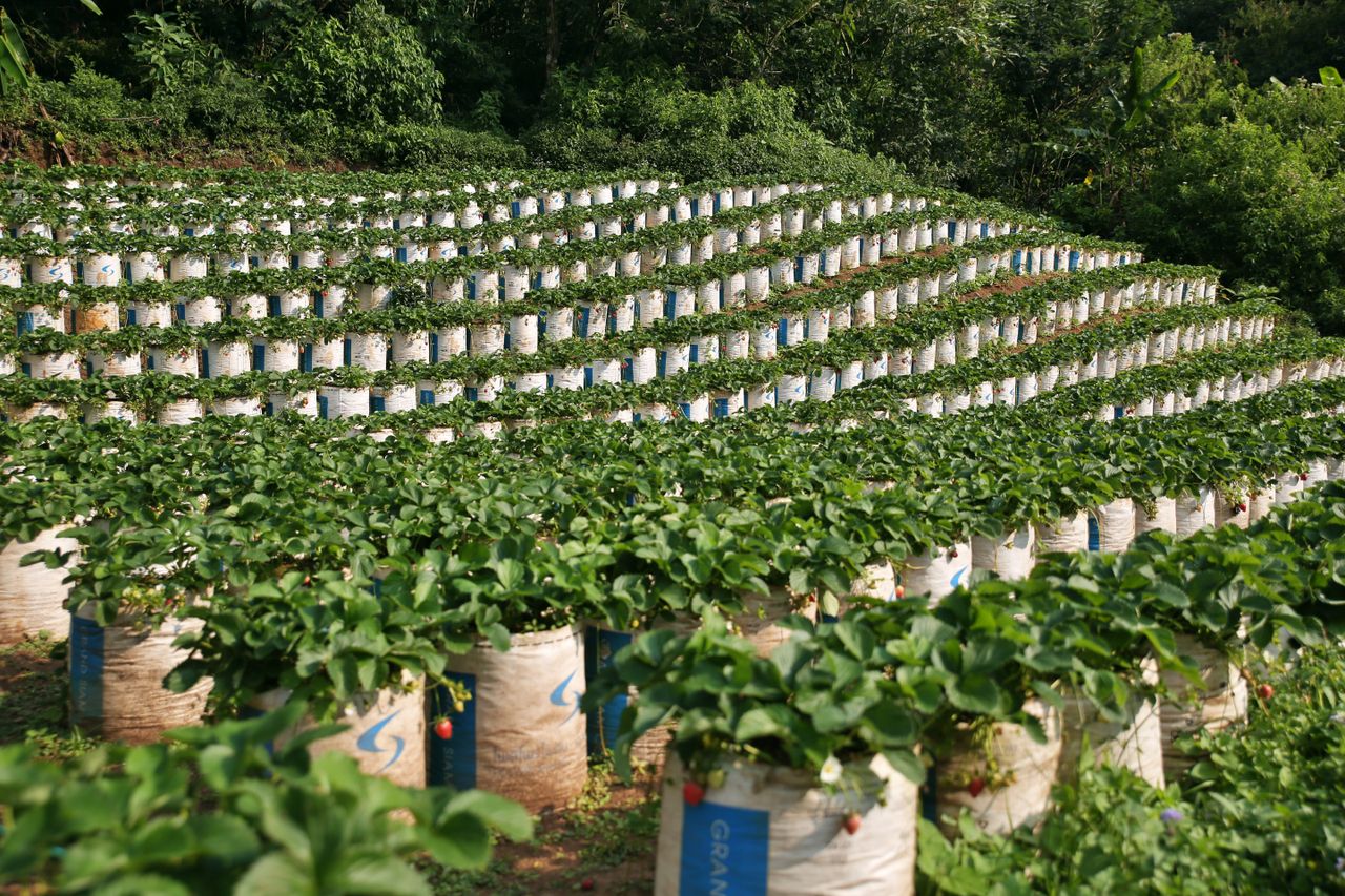 Morango em growbags — substrato lavado em escala comercial