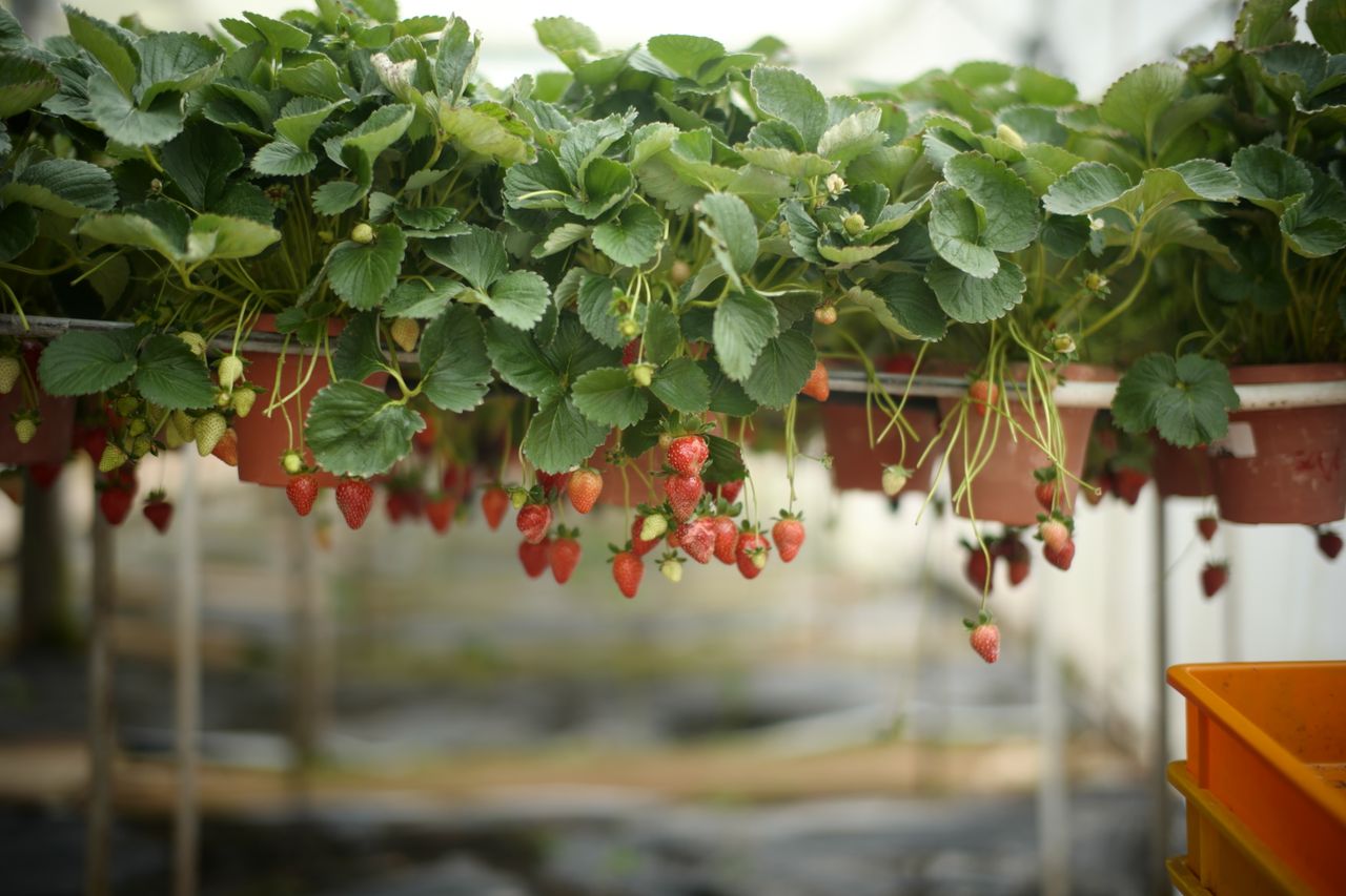 Morango crescendo em sistema protegido com substrato