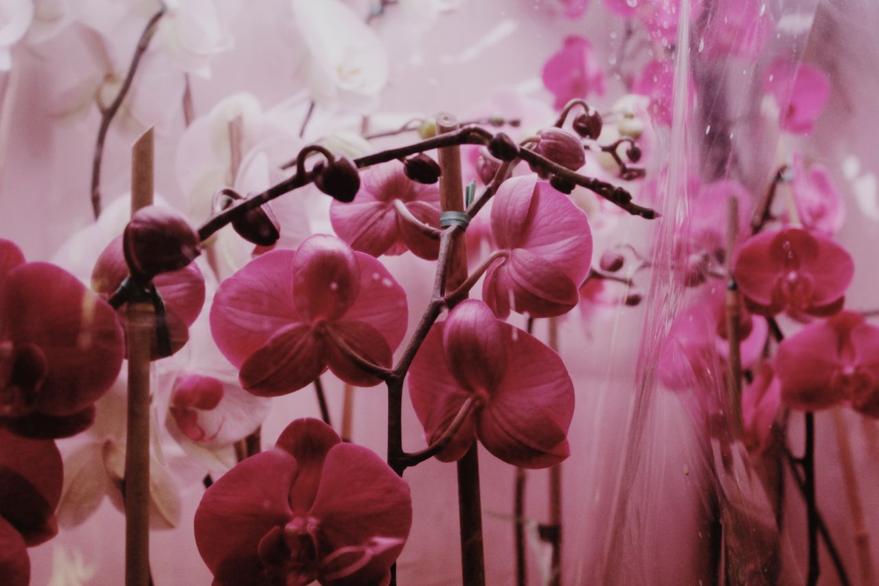Orquídeas em floração — Phalaenopsis em cultivo protegido