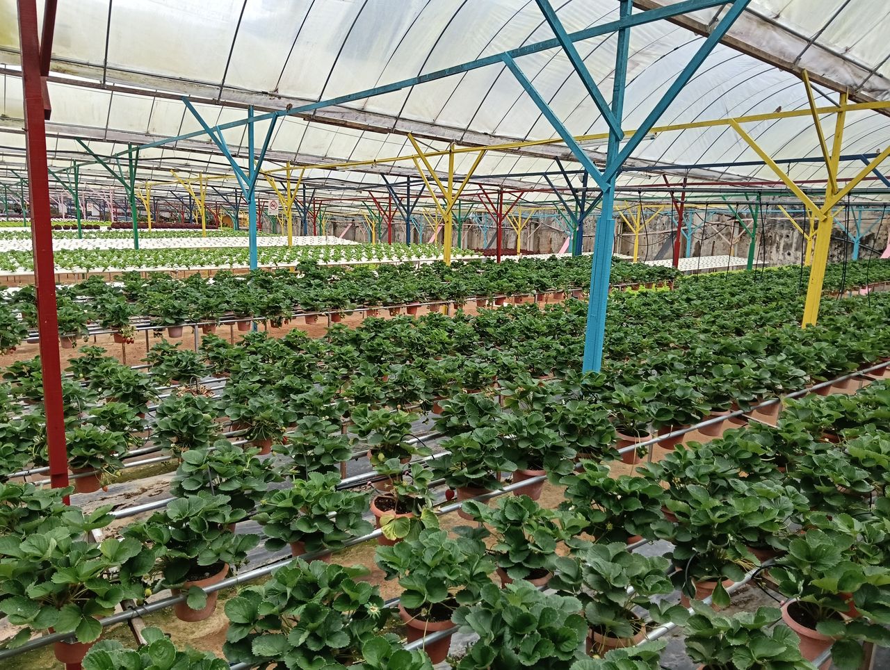 Morangueiros cultivados em estufa em sistema de linhas